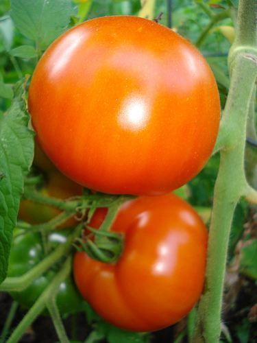 Summer tomatoes